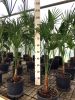 Trachycarpus fortunei Palma del Giappone delle Arecaceae in vaso Ø18cm #10010