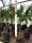 Trachycarpus fortunei Arecaceae Japan Palm Pot Ø18cm #10010