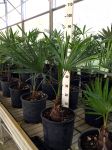 Trachycarpus fortunei Arecaceae Japan Palm Pot Ø20cm #10020