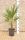 Trachycarpus fortunei Palma del Giappone delle Arecaceae in vaso Ø20cm #10020