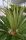 Cycas Revoluta Plant h90-110cm Cycadaceae #10355