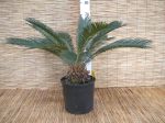 Cycas Revoluta Plant h90-110cm Cycadaceae #10355