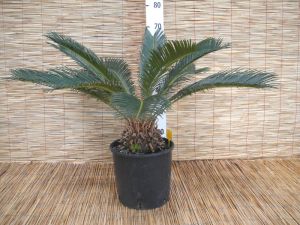 Pianta Cycas Revoluta Cycadaceae h90-110cm #10355