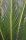 Palma Cycas Revoluta Cycadaceae h110-130cm #10360
