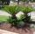 Palma Cycas Revoluta Cycadaceae h110-130cm #10360