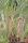 Chamaerops Humilis Palma Nana Sempreverde Arecaceae in mastello 35Lt #10057
