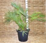 Chamaerops Humilis Palma Nana Sempreverde Arecaceae in mastello 35Lt #10057