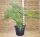 Chamaerops Humilis Palm Nana Evergreen Arecaceae reaches 35Lt bucket #10057