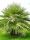 Chamaerops Humilis Palm Nana Evergreen Arecaceae reaches 35Lt bucket #10057