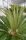 Cycadaceae Cycas Revoluta Palm h120cm Ø35cm Pot #10358
