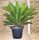 Palma Cycas Revoluta Cycadaceae h120cm Vaso Ø35cm #10358
