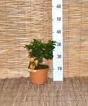 Pianta di Chinotto in vaso Ø15cm Albero da frutto Citrus Myrtifolia #20650