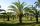 Kit Misti 6 Piante da giardino Mix di piante Palme Sempreverdi con Dioon Edule #10100