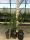 Kit Misti 6 Piante da giardino Mix di piante Palme Sempreverdi con Dioon Edule #10100