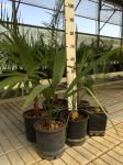 Kit Misti 6 Piante da giardino Mix di piante Palme Sempreverdi con Yucca #10101