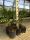 Mixed kit with 6 garden plants Palm Evergreen Plants Mix with Yucca #10101