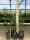 Mixed kit with 6 garden plants Palm Evergreen Plants Mix with Yucca #10101