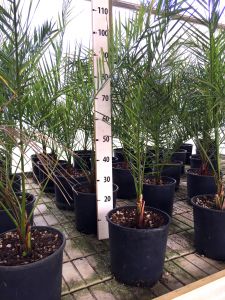 Phoenix Canariensis Canary Island Palm Tree Arecaceae 6pcs Ø20cm pot #10105-6