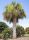 Sabal Palmetto Palma Bahamas e Cuba di Arecaceae in mastello 30Lt #10705